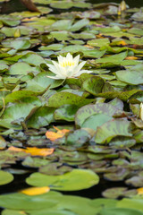 waterlilies in the pond with flower