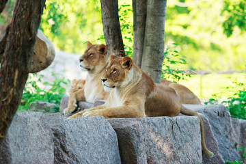 Lion and lioness rests © deviddo