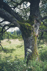 Fototapeta na wymiar mossy oak tree growing on beautiful meadow