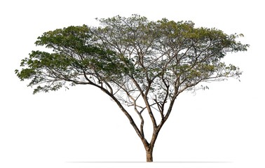 Silk tree, genus Albizzia isolated on white background