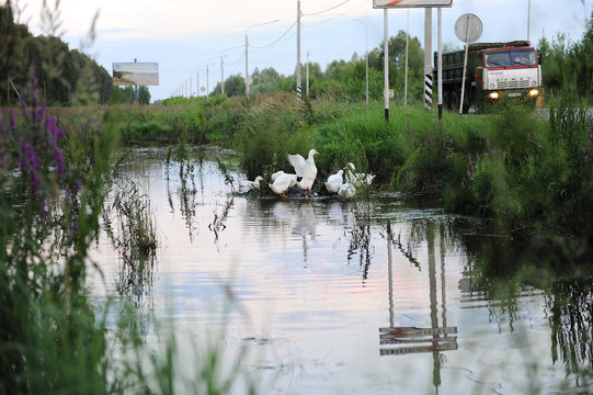 White geese are floating in the pond near the road