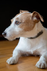 Close up of purebred dog Jack russell terrier