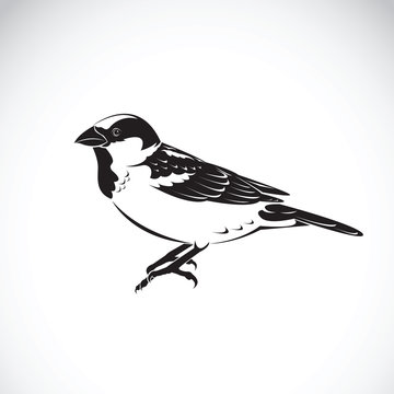 Vector of sparrow design on white background. Bird Icon