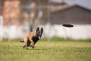dogfrisbee agility