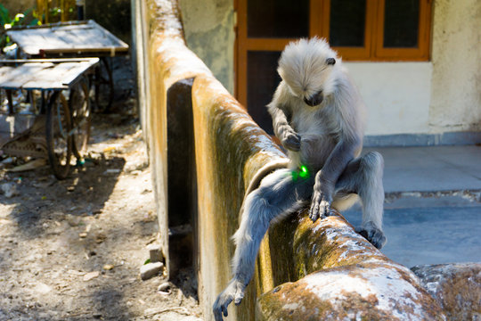 Ein Affe und ein Laserpointer