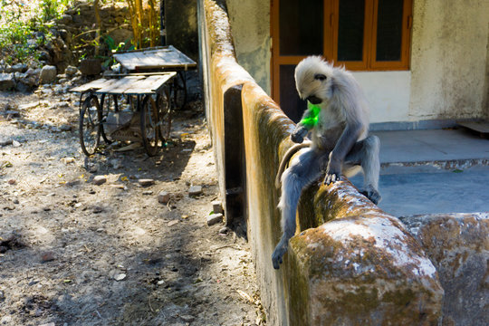 Ein Affe und ein Laserpointer