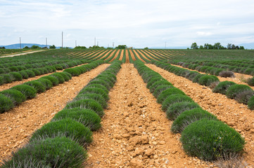 Fields of Provence