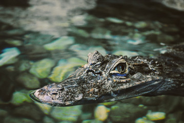 Alligator in the American water park