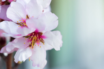 Flowers of an almond tree, a blossoming. Macro. Close-up.