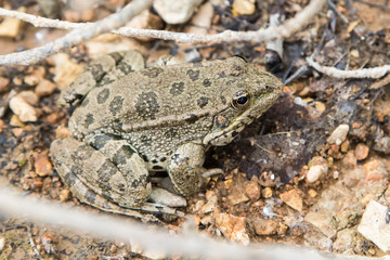 frog