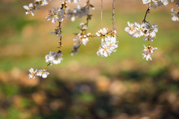 Flowering almond branches, close-up. Blurred background.