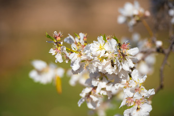 Flowering almond branches, close-up. Blurred background.