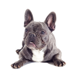 French Bulldog dog full-length isolated