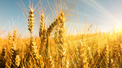 Golden grain ears in bright sunbeams