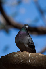A rock dove or rock pigeon (Columba livia) portrait.
