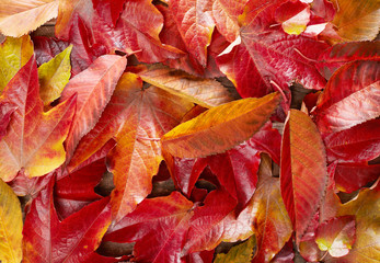 Autumn leafs