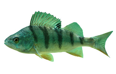 Isolierter Europäischer Flussbarsch