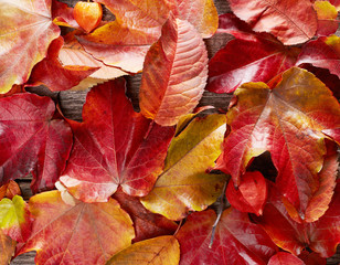 Autumn leafs