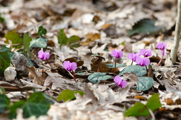 Spring flowers on the background of fallen leaves, Cyclamen Kuznetsova - endemic of Crimea, endangered species, macro