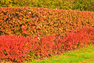 Hedge of tightly trimmed bushes of black-fruited cotoneaster (Cotoneaster melanocarpus) with reddened leaves in the fall