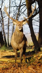 A male deer in the forest