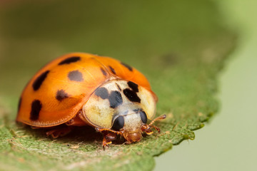 Harlequin Ladybird, Harmonia axyridis