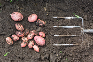 Fresh potatoes on the ground next to fork