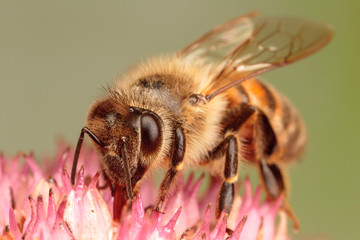 European Honey Bee, Apis mellifera