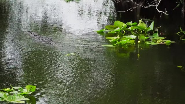 Alligator swimming in Florida Everglades National Park. 4K