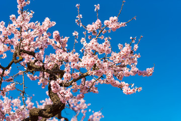 Flowering almond branches against the blue sky, Spain.