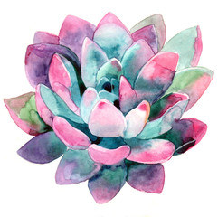 Watercolor succulent. A beautiful summer plant. Watercolor cactus. - 166447797