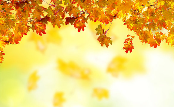 wooden planks and fall yellow leaves on bokeh background with sun beams banner