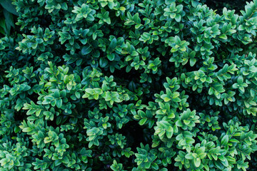 Texture with lavish green shiny foliage. Background with decorative garden plants.