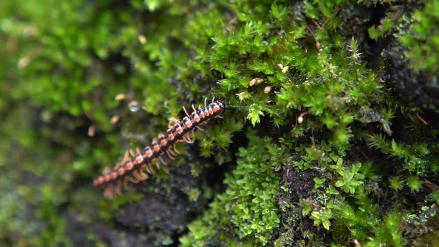 Slow motion of millipede walking on moss tree at Taiwan. Macro of Chamberlinius a flat-backed millipedes in the rainforest nature-Dan