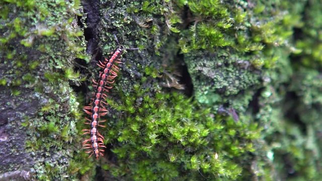 Slow motion of millipede walking on moss tree at Taiwan. Macro of Chamberlinius a flat-backed millipedes in the rainforest nature-Dan