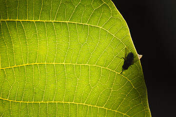fly and leaf