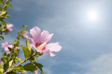 Pink flower in spring on a sunny day