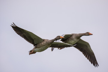 Wildlife, Reh, Kitz, Gans, Nilgans, Tiere, Schmetterling, Eisvogel