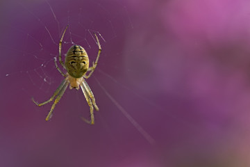 A dangerous spider on a cobweb in the forest waiting for prey