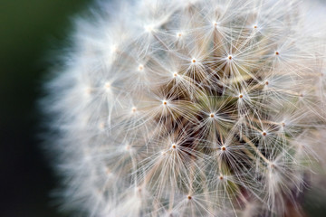 Dandelion in a field in a macro