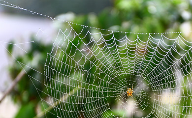 European garden spider waits for some food on its web. © Ali Burçin Titizel