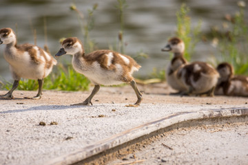 Wildlife, Reh, Kitz, Gans, Nilgans, Tiere, Schmetterling, Eisvogel
