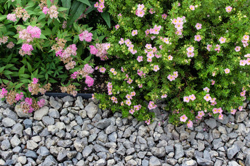 Garden plants with pink flowers in pot surrounded with white stones. Decorative gardening element. Background with blank space.