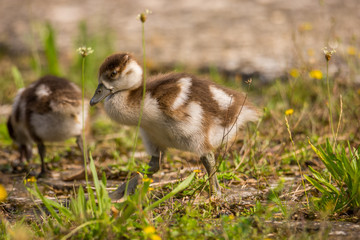 Wildlife, Reh, Kitz, Gans, Nilgans, Tiere, Schmetterling, Eisvogel