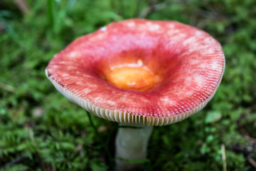 Rusulla mushroom growing in forest with pink cap and clearly visible gills.