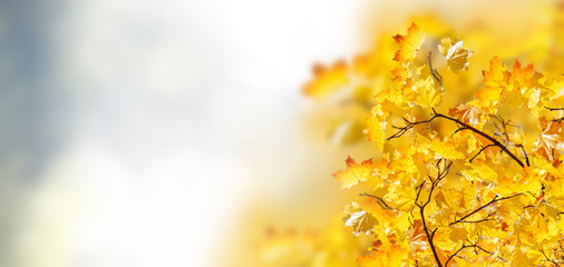 fall yellow leaves on blue bokeh background with sun beams banner