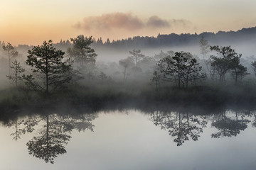 Sunrise in the misty bog during summer