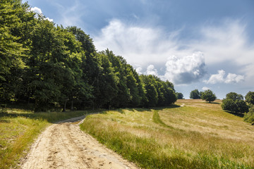Fototapeta na wymiar summer landscape road in meadow near the forest