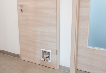 Fototapeta premium Katzenklappe in Zimmertür