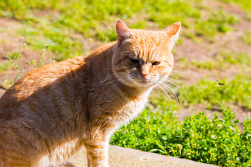 Naklejka na ściany i meble an orange cat in the grass in sunny weather